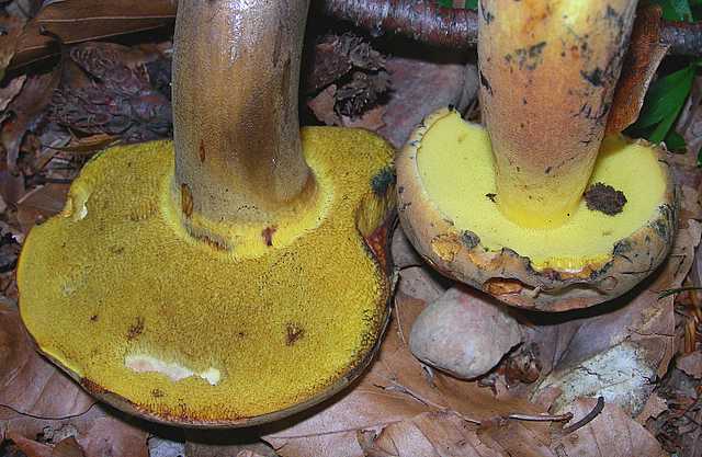 2005 :  Un anno di funghi